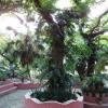 An Artistic Palm Tree in Gandhi Park, Meerut